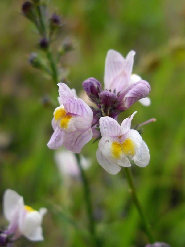 Linaria repens